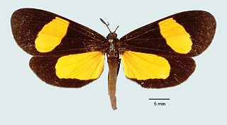 <i>Lyces eterusialis</i> Species of moth