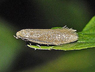 <i>Pseudatemelia subochreella</i> Species of moth