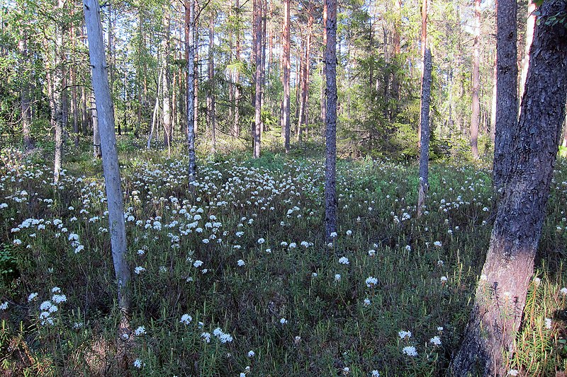 File:Mängder av skvattram.jpg