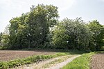 Vogelschutzgehölz Auf der Schmallert