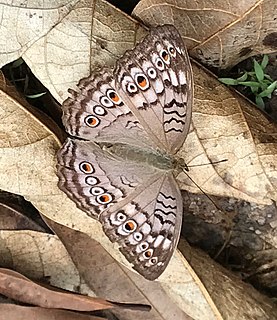 <i>Junonia atlites</i> Species of butterfly