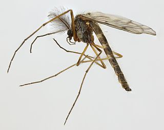 <i>Macropelopia nebulosa</i> Species of fly