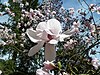 Magnolia Dawsoniana Barbara Cook.jpg