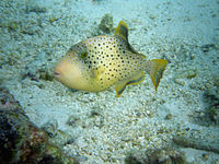 Juvenile titan triggerfish, Maldives