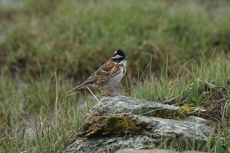 File:Male Rustic Bunting (Emberiza rustica), Trolla Water, Baltasound - geograph.org.uk - 3812030.jpg