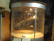 Coelacanth in The House of Columns Malindi coelacanth.JPG