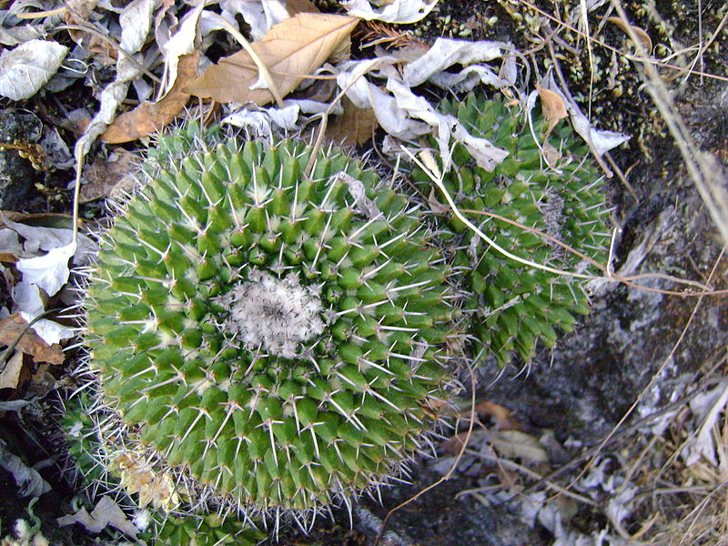 File:Mammillaria polyedra (5759426520).jpg