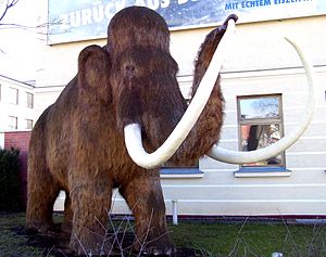 Mamut