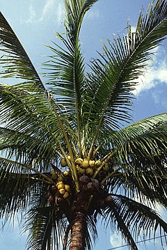 Kokosova palma Cocos nucifera