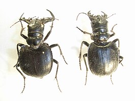 Manticora latipennis