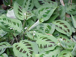 Fehérerű nyílgyökér (Maranta leuconeura)