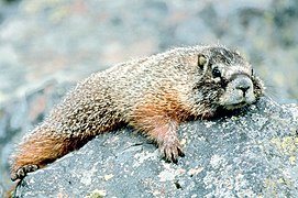 Marmot