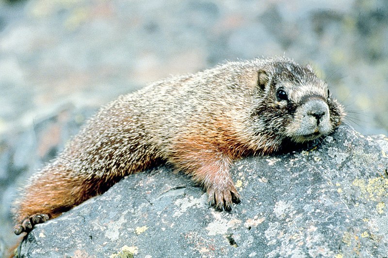 File:Marmot in Grand Teton NP-NPS.jpg