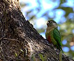 Maroon-bellied Conure (Pyrrhura frontalis)4.jpg