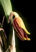 Masdevallia pyxis