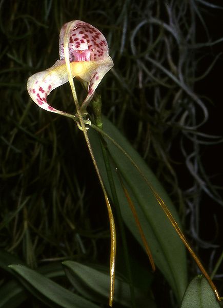 File:Masdevallia schmidt-mummii Orchi 004.jpg