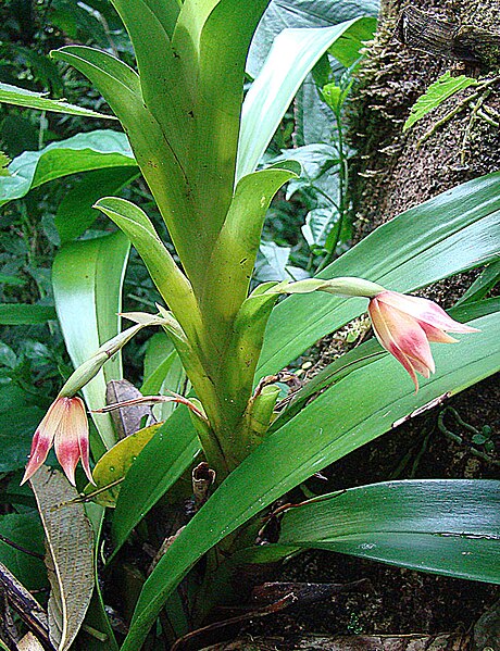 File:Maxillaria bradeorum (10957505434).jpg