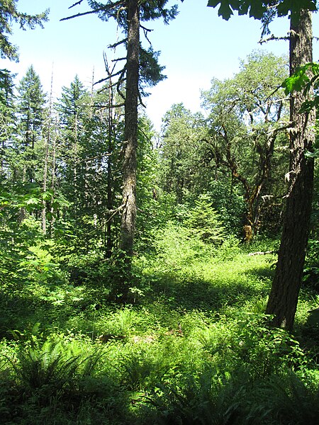 File:McDonald Forest - Corvallis, Oregon - 14621188581.jpg