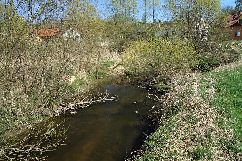 File:Meandry Chvalšinského potoka na jaře 2012 (4).JPG