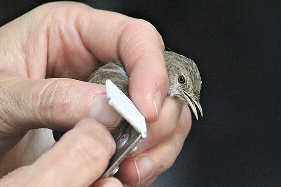 Big hand measuring a small bird