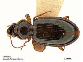 Mecyclothorax ambiguus