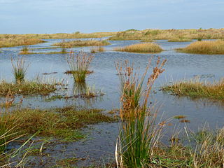 <i>Juncus maritimus</i> Species of grass