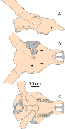 Megaceroides algericus dorsal lateral ventral.png