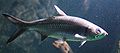 Indo-Pacific tarpon (Megalops cyprinoides)