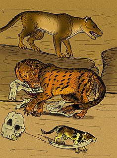 <i>Megistotherium</i> Hyaenodontid creodont genus from early Miocene epoch