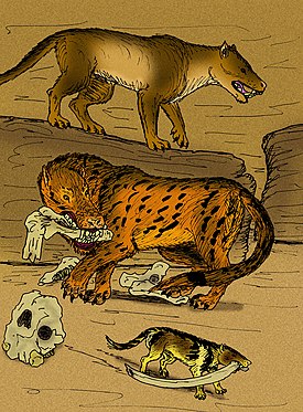 Сравнение различных ранне- и среднемиоценовых Hyaenodonta, включая Hyainailouros sulzeri (вверху) и Megistotherium osteothlastes (в центре) из семейства Hyainailouridae и Dissopsalis pyroclasticus из семейства Teratodontidae