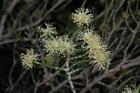 Melaleuca micromera