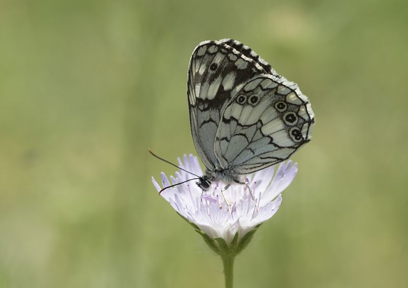 File:Melanargia syriaca - Kara melike 36.jpg