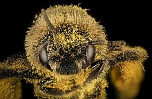 A bee (Mellisodes desponsus) covered in pollen Melissodes desponsa, f, face, Maine, Du Clos 2015-12-01-17.37 (24469964305).jpg