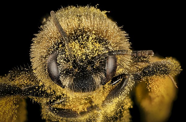 A bee (Mellisodes desponsus) covered in pollen