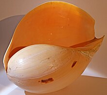 A shell of Melo melo Melo melo.jpg