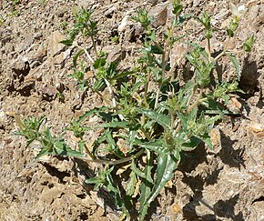 Beschreibung des Bildes Mentzelia involucrata 11.jpg.