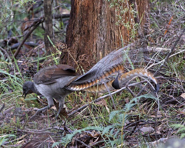 File:Menura novaehollandiae novaehollandiae - Flickr - Lip Kee.jpg