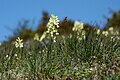 Orchis provincialis habitat France - Vercors