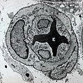 Microvessel displaying an erythrocyte (E), endothelial cells and pericytes