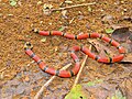 Browns Korallenotter (Micrurus browni)