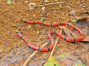 Beskrivelse av bildet Micrurus browni.jpeg.