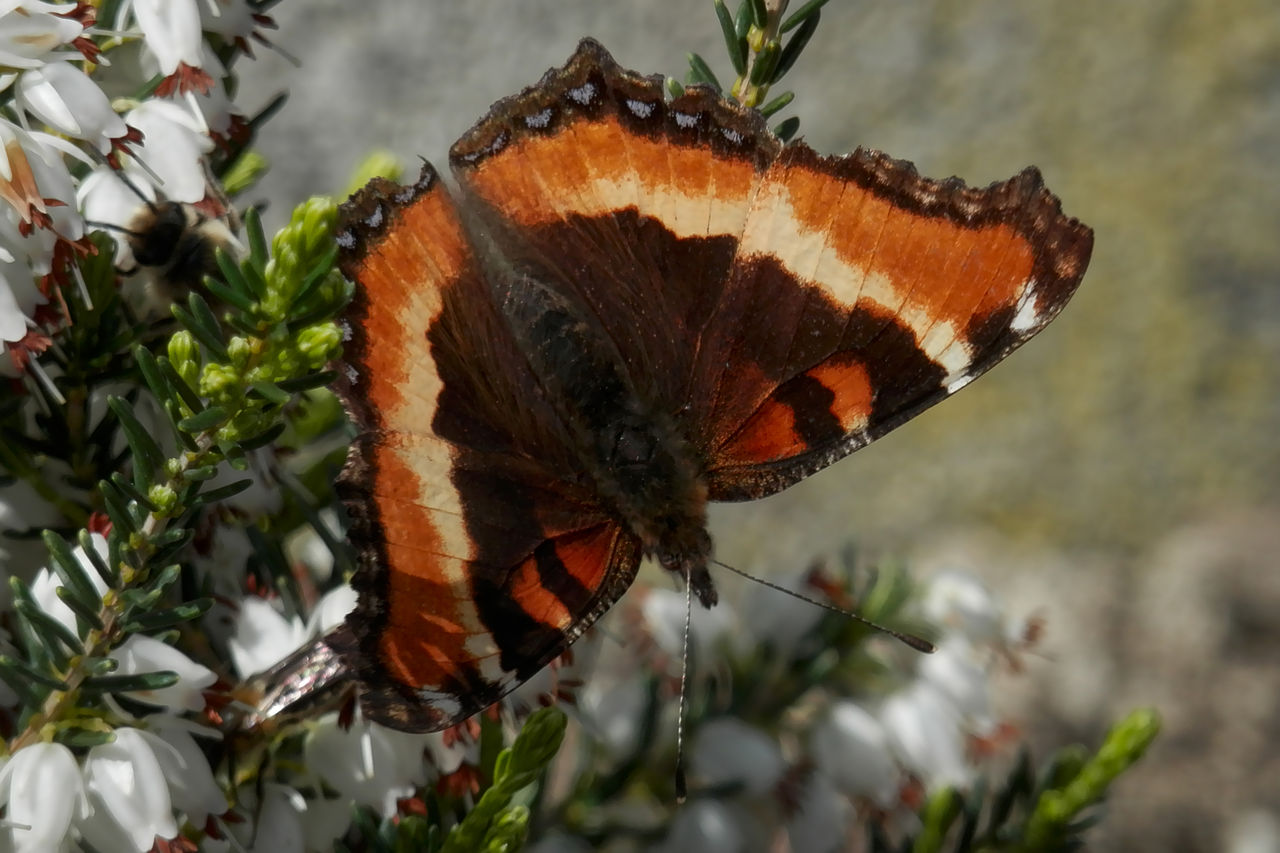 Bộ sưu tập cánh vẩy 6 - Page 8 1280px-Milbert%27s_Tortoiseshell_%28Aglais_milberti%29_-_London%2C_Ontario