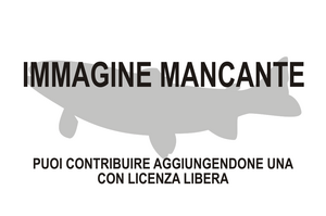 Immagine di Bodianus leucosticticus mancante