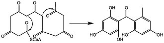 Part of a proposed biosynthetic pathway for lichexanthone-type lichen xanthones, depicting an aldol cyclization step followed by a cyclodehydration, which would lead to norlichexanthone. Molecules-21-00294-g001.jpg