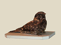 Nightjar, Montane Caprimulgus poliocephalus