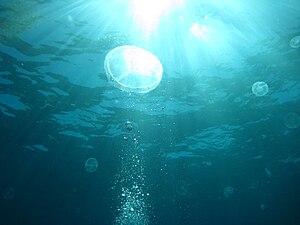 Moon jellyfish off the coast of Humacao