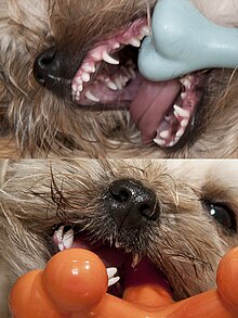 yorkshire terrier teeth