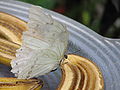 Morpho polyphemus, White Morpho butterfly