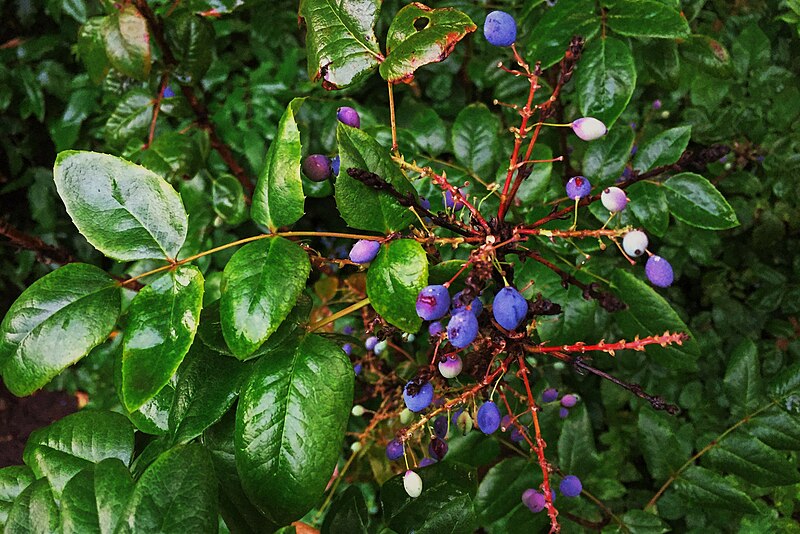 File:Moscow, VDNKh, berry bush in July (31516292896).jpg