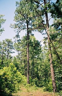 Mountain Longleaf National Wildlife Refuge